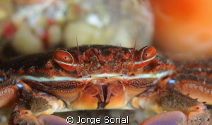 Close up of a spider crab by Jorge Sorial 